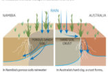 The Australian fairy circles are similar to the Namibian circles as an extra source of water for the surrounding grasses (source: New Scientist).