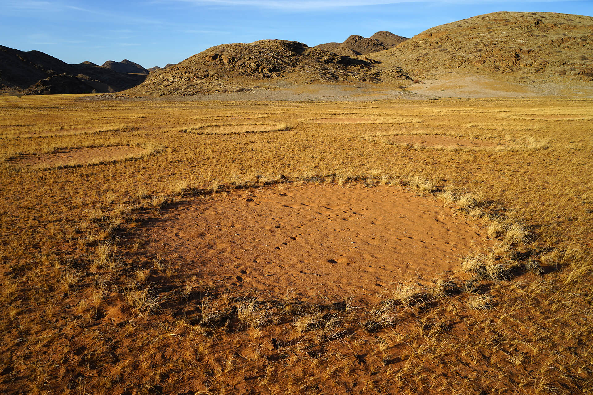 What causes the fairy circles of Namibia? We have a clue