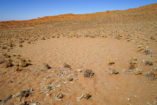 Feenkreise können auch im sehr trockenen Sossusvlei gefunden werden.