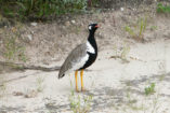 The Northern Black Korhaan has an eye-catching marking and is quite common in Namibia