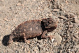 A Namaqua chameleon in the Namib