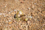 Scorpions are rarely seen during the day, as they hide - for example from hungry hornbills - under stones or in fissures