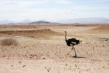 An ostrich can almost always be found in the Namib