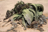 A large female Welwitschia plant, which, like any other Welwitschia, consists of only two leaves