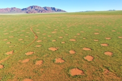 Fairy circles in the NamibRand Nature Reserve during the abundant rainy season of 2022